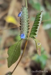 Rungia pectinata flower8.jpg